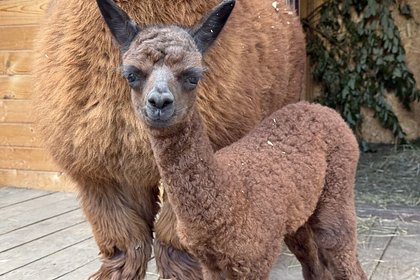picture: Детеныш альпаки получил экологичное имя на курорте «Манжерок»