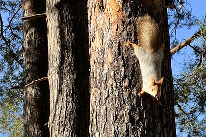 picture: На курорте Сбера занялись восстановлением популяции белки-телеутки
