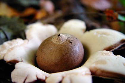 picture: Редкий краснокнижный гриб нашли в России