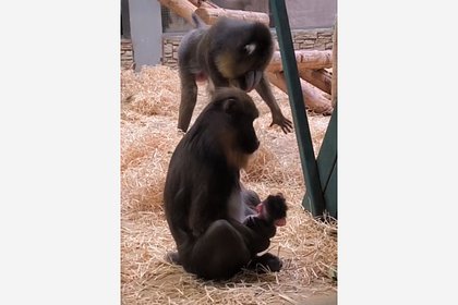 picture: В российском зоопарке впервые за 20 лет родился мандрил