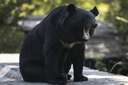 picture: Женщина выжила после нападения медведя и раненая провела ночь в лесу
