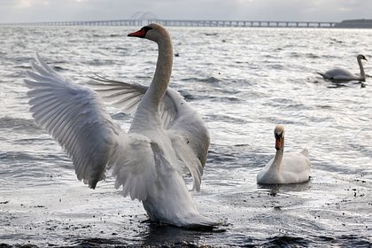 picture: В Смоленской области спасли застрявшего в сетях лебедя