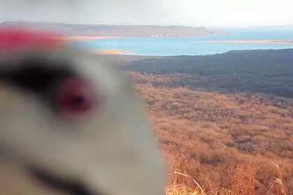 picture: В Приморье нашли напавшего на фотоловушку седого вандала по ориентировке