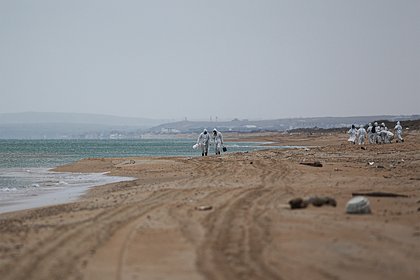 picture: Водоросли Черного моря помогут в борьбе с мазутными загрязнениями