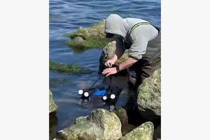 picture: На черноморском побережье волонтеры спасли морскую свинью