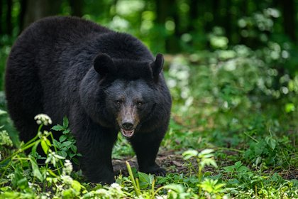 picture: Приплывшую во Владивосток медведицу вернули в лес