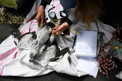 picture: В России появится новый центр реабилитации диких животных